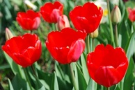tulips-2.jpg